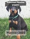 Doberman Pinscher Puppies Planner 2023
