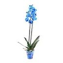Phalaenopsis Double Stemmed Orchid Blue Houseplant 12cm Pot - 40-50cm Tall Exc Pot (Live Plants)