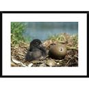 Global Gallery 'Common Loon Chick w/ Hatching Egg, Summer, Wyoming' Framed Photographic Print Paper in Blue/Brown | 30 H x 42 W x 1.5 D in | Wayfair