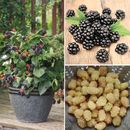 Blackberry Hardy Shrub Garden Pot Plant 1 x 9cm Potted Blackberry Varieties T&M