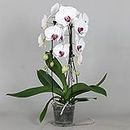 Phalaenopsis White Live Orchid Plant 2 Spikes Cascade in12cm Pot 50cm Tall