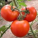 Mix Colors Tomato Seeds 100pcs Garden & Home Vegetable Seeds Purple Blue Easy Planting Farming Tomatoes seeds 1
