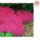 Limit: Creeping Thyme Seeds - Ground Cover for Home Garden - Vibrant Red Color
