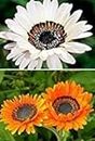 Flower Seeds: Venidium-White Mixed Best Flowering Seeds Garden [Home Garden Seeds Eco Pack] Plant Seeds by: Only seeds