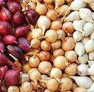 35 Colors Mixed Onion Sets (Seeds) Verbar Yellow Red and White Set Vegetable Seed 100 Easy to Grow, Plant, Seasons,