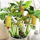 100 Unids Semillas de Árbol de Plátano Enano Mini Bonsai Fruit Exotic Home Garden Office Semillas de Plantas para Plantar Jardín Semillas de plátano