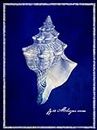 Conch Shell Poster Print - ArtLab GI (24 x 36)