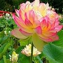 Aiden Gardens Rare Pink Yellow White Lotus Seeds Aquatic Plants Water Plants Midnight 10 Seeds
