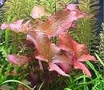 Lotus nymphea rubra red/rouge nenuphar plante aquarium