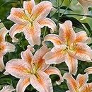 GARTHWAITE NURSERIES® : - 6 Salmon Star Oriental Lily Bulbs for Patio & Pots Highly Fragrant Garden Perennial