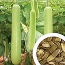 GROW DELIGHT Bottle Gourd (Lauki) 20 Vegetable Seeds for Home Garden, Organic & Hybrid, Perfect for Home Gardening, Planting For Pots and Patio