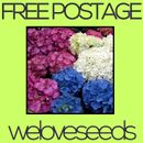 LOCAL AUSSIE STOCK - Varied Colour Hydrangea, Hortensia Flower Seeds ~5x