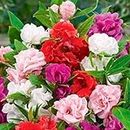 Balsam (Double Camellia Mixed) Flower Seeds - 50 Fresh Balsamina Flower Seeds by Urban Turtle®