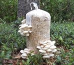 2 x 42gr/1.5(oz.)WHITE PEARL OYSTER /MUSHROOM SPAWN,SEEDS/FOR LOGS AND SUPSTRATS
