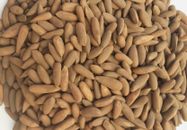 Piñones en cáscara - Chilgoza grado A - Calidad premium, cultivos frescos oferta a granel