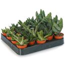 Aloe Vera Mix - 20 Plants - House / Office Live Indoor Pot Plant - Ideal Gift