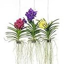 orchid plants live with flowers pack of 3 299