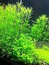 Aquarium Live Plants 10 Stems (Cabomba) Stem 7