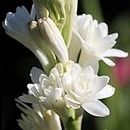 3 Polianthes tuberosa Bulbs, Double Flowering Tuberose Bulbs, Polyanthus Lily,