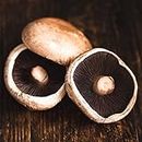 100 Grams of Portobello Mushroom Spawn Mycelium to Grow Gourmet Mushrooms at Home or commercially - G1 or G2 Spawn