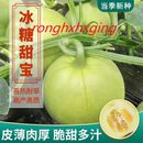 Semillas de frutas destacadas para plantar/Xiang Gua/Tian Bao 冰糖甜宝甜瓜种子 香甜厚肉高产四季水果种孑籽 100粒