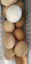 Fresh Fertile Farm Eggs - One Dozen Barnyard Mix Hen/Silkie Roo - Free Shipping!