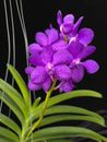 Vanda Prapawan orchid, blooming size, in hanging basket