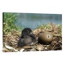 East Urban Home 'Common Loon Chick w/ Hatching Egg, Summer, Wyoming' Photographic Print Canvas, Wood in White | 24 H x 36 W x 1.5 D in | Wayfair