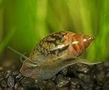 Aquatic Discounts 10+ Feeder/Cleaner Tadpole Snails (AKA Bladder or Pond Snails), 1/8-1/4 in - Great Natural Food for Your Puffers, Loaches, Crayfish, Turtle!!!