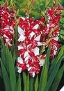 Radha Krishna Agriculture Imported Variety Gladiolus, Sword Lilly Flower bulbs Hybrid mix colour For Home Gardening pack of 10 flower bulbs
