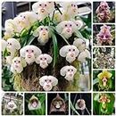 400 pcs affen orchidee pflanzen samen zimmerpflanze wiesenblumen affenkopf Affengesicht Orchidee,dracula simia,monkey orchid, sommerblumen samen bonsai topf hochbeet für balkon garten