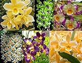 4 Live Orchid Plants to Choose (Dendrobiums)