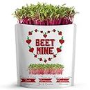 BEET MINE Greeting Card by GIFT A GREEN | Greeting Cards with Organic Microgreens! Just Like Post Cards, Simply Mail and Recipient Gets to Grow & Eat | Greeting Cards for All Occasions | 1 Pack