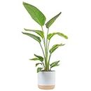 Costa Farms White Bird of Paradise, Strelitzia nicolai, Live Indoor Plant in Décor Planter Pot, Air-Purifying Tropical Houseplant, Housewarming Gift, Living Room, Office, and Home Decor, 2-3 Feet Tall