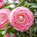 ShopCaart Camellia Pink Perfection flower Live Plant Rare Hybrid (Plant Height 1.5-2.5 Feet) Live Flower Plant for Home garden Indoor Outdoor Shrubs Tree, Pack of 1 (Pink)