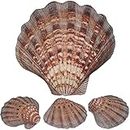 4 Pcs Large Great Scallop Sea Shells Brown Lions Paw Baking Shells,Art Craft，Ocean Beach Seashells Perfect for Home Decoration (brown 5-6")