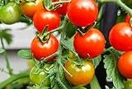 Tomato Ustad Seeds Vegetable Hybrid Seeds for Home Garden for Planting (100 Seeds) By Zabbus