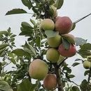 HRMN-99 Apple Live Fruit Plant (Apple Tree) This Variety is Supporting All India WeatherFrom Shimla-Himachal Pradesh. Pack Of 1 Live Tree., CF_N52