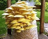 Mushroom Spawn Seeds - Yellow Oyster P. Citrinopileatus Mycelium Spores 100G: Only seeds