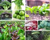 WINTER GREENS COLLECTION - 15 packets of seeds / pack vegetable garden autumn
