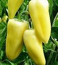 Seeds Sweet Bell Pepper White&Red Heirloom Vegetable for Planting Non GMO