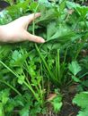 500 Chinese Celery Seeds Asian Home Garden Vegetables