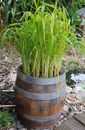 semillas de arroz reales, Oryza sativa ssp. japonica, ahora siembra arroz tú mismo