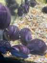 Purple Mystery Snails Pure colour Aquarium Algae Cleaners