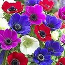 25 Anemone "De Caen" Flower Bulbs for Planting | Multicolor Mix | Ships from Iowa, USA | Flower Bulbs for Planting