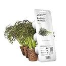 Click and Grow Smart Garden - Confezione da 3 cialde per piante con volant rosso e senape, colore: rosso