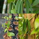 Orquídea frijol vainilla Planifolia raro tropical orgánico planta viva corte enraizado