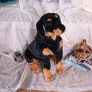 encantador peluche de juguete Rottweiler de la vida real nuevo perro negro en cuclillas regalo de unos 53cm