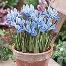 Iris Imported Quality | Flower Bulbs for Indoor & Outdoor Home Gardening, Multicolor Pack of 3