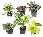 Easy to Grow Houseplants (Pack of 6), Live House Plants in Containers, Growers Choice Plant Set in Planters with Potting Soil Mix, Home Décor Planting Kit or Outdoor Garden Gifts by Plants for Pets